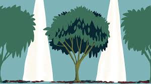 Image result for Inga