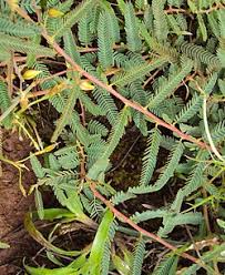 Image result for Chamaecrista mimosoides