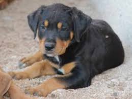 Like every other dog, your puppy the dalmatian pitbull mix comes from a lineage of dogs that were initially developed as working dogs. Pitbull And Rottweiler Mix Puppies For Sale Petswithlove Us