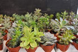 We also provide flower services to philadelphia. Florist West Chester Pa Fresh Cut Flowers Plants Arrangements
