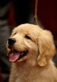 Why buy a golden retriever puppy for sale if you can adopt and save a life? Cyoot Puppy Ob Teh Day Happy Widdle Goldie Retriever Puppy Dogs Golden Retriever Golden Retriever