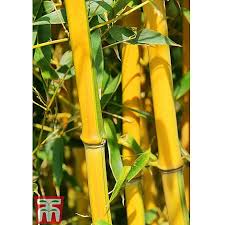 Flowering is extremely rare occurring every 7 to 12 years. Golden Bamboo Plants Thompson Morgan