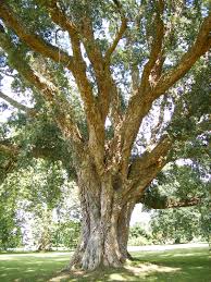 Image result for Quercus suber