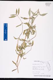 Image result for Mitracarpus