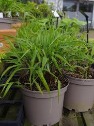 Image result for hakonechloa macra nicolas