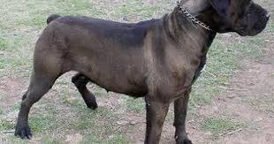 Black Boerboel Puppies For Sale In Cape Town Black Boerboel Puppy For Sale Puppies For Sale Boerboel Puppies