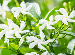 Rooted from cutting, some of the plants have buds/flowers.long pointed buds open to wonderfully fragrant large starry white flowers to 2 across. Guide To Jasminum Sambac How To Grow And Care For Arabian Jasmine