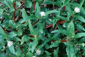 Image result for Eclipta prostrata