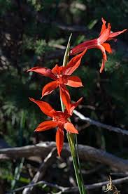 Image result for Gladiolus microspicatus