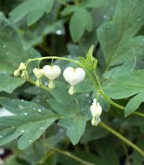 Image result for Dicentra spectabilis alba