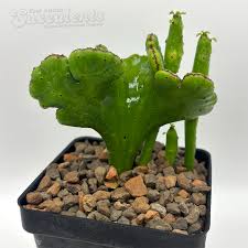 Image result for Euphorbia lividiflora