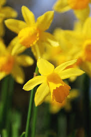 In another version of the story, the anemones were white before the death of adonis, whose blood turned them red. Narcissus Daffodil Planting And Caring For The Spring Sun Bringing Flowers