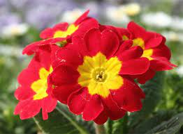 Top 5 Himalayan Flowers Arenaflowersin