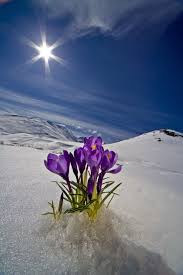 Free 2 Day Shipping On Qualified Orders Over 35 Buy Crocus Flower Peeking Up Through T In 2020 Crocus Flower Beautiful Flowers Pictures Beautiful Flowers Photography