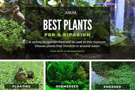 Best Types Of Riparium Plants Beautiful Terrariums Aquascape Design Aquarium