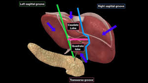 Folds of peritoneum form supporting ligaments. Liver Anatomy Accessory Organs Part 1 Youtube
