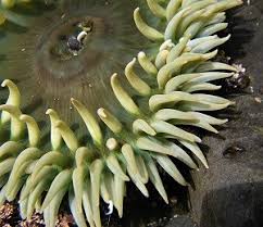 Image result for Anemone transvaalensis