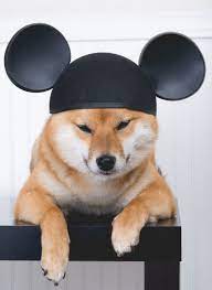 Shiba Inu Or Mickey Mouse Shiba Inu Shiba Inu Dog Japanese Dogs