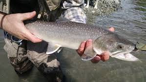 We hope you enjoy our growing collection of hd images to use as a. Hd Wallpaper Trout Fish Angling Fishing Fresh Fisherman Catch Lure Wallpaper Flare