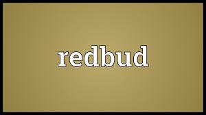 Seeing redbud flower in a dream indicates you will enter a process of regression in your business life. Redbud Meaning Youtube