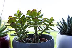 We did not find results for: 15 Best Succulent Plant Types And How To Grow Them Indoors Or Out