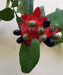Image result for Ochna macrocalyx