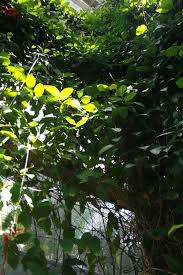 Image result for Begonia loranthoides