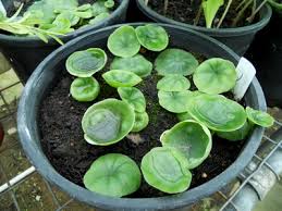 Image result for Nervilia