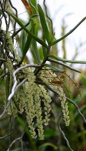 Image result for Rhipidoglossum