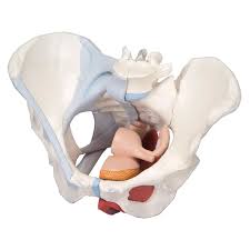 Pelvic surgery requires a comprehensive knowledge of the pelvic anatomy to safely attain access, maximize exposure, ensure hemostasis, and avoid. 3b Scientific H20 3 Female Pelvis With Ligaments Muscles Organs 4 Part