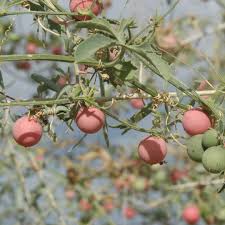 Image result for Securidaca welwitschii