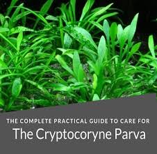 Аквариумные растения укореняющиеся в грунте. Cryptocoryne Parva The Complete Practical Care Guide