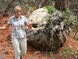 Image result for Pyrenacantha