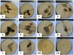 Lanisan the agar wood(philippines) the golden in the world. Molecules Free Full Text Whole Tree Agarwood Inducing Technique An Efficient Novel Technique For Producing High Quality Agarwood In Cultivated Aquilaria Sinensis Trees Html