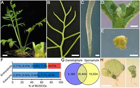 Image result for Ceratopteris