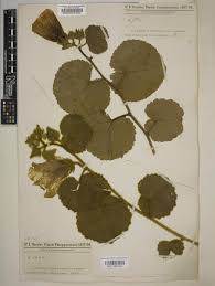 Image result for Hibiscus reekmansii