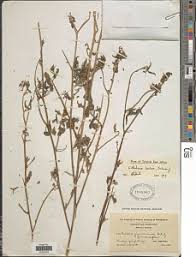 Image result for Crotalaria barkae