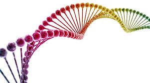 المادة الوراثية DNA ومعلومات هامة حولها - ويب طب