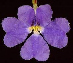 Image result for Goodeniaceae