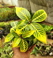 Image result for Sanchezia