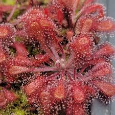 Image result for Drosera natalensis