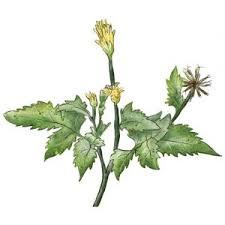 Image result for Bidens sp.no.1