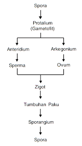 Skema metagenesis tumbuhan lumut dan paku / skema perbedaan metagenesis lumut dan paku. 35 Ide Buatlah Skema Metagenesis Tumbuhan Lumut Smart Mommy