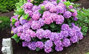 Wann wird die hortensie am besten eingesetzt? Hortensie Vermehren Selbst De