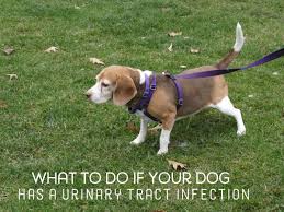 How do dogs get bladder infections. Home Remedies For Dogs With Urinary Tract Infections Pethelpful