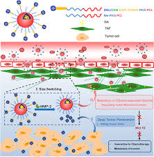 Tumor-Associated Fibroblast-Targeted Regulation and Deep Tumor Delivery of  Chemotherapeutic Drugs with a Multifunctional Size-Switchable Nanoparticle  | ACS Applied Materials & Interfaces
