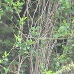 Image result for Secamone alpini