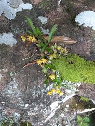 Image result for Polystachya odorata