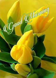 A flower cannot blossom without sunshine, and man cannot live without love. Good Afternoon Images For Whatsapp Good Morning Flowers Good Morning Flowers Quotes Good Morning Beautiful Flowers