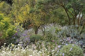 Https Www Sgd Org Uk Userfiles Pages Images Copied Journals 202 Olivier 3 Jpg In 2020 Dry Garden Mediterranean Plants Garden Design